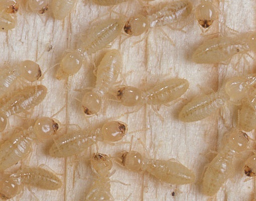 Drywood Termite. CSIRO [CC BY 3.0 (http://creativecommons.org/licenses/by/3.0)], via Wikimedia Commons