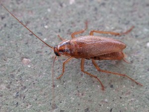 German Cockroach. By Lmbuga (Own work) [CC BY-SA 3.0 (http://creativecommons.org/licenses/by-sa/3.0)