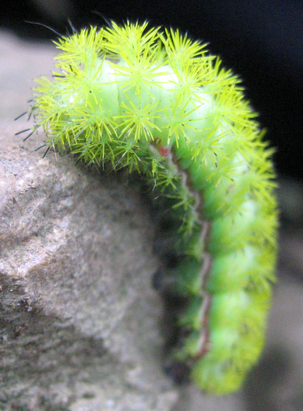 IO Moth Caterpillar. By Michael Holroyd [Public domain], via Wikimedia Commons