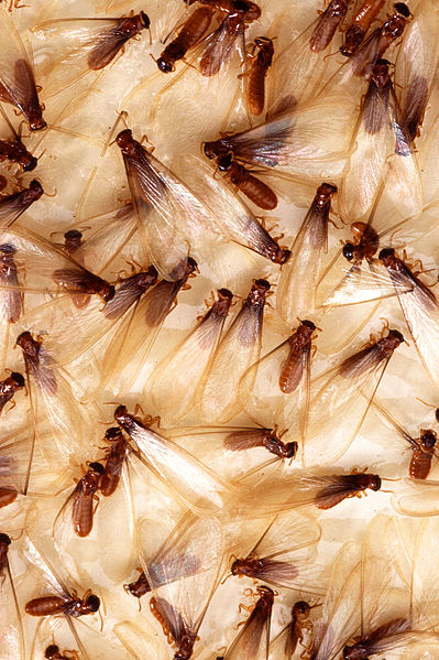 Termite Swarmers. Public Domain Image via Wikimedia Commons