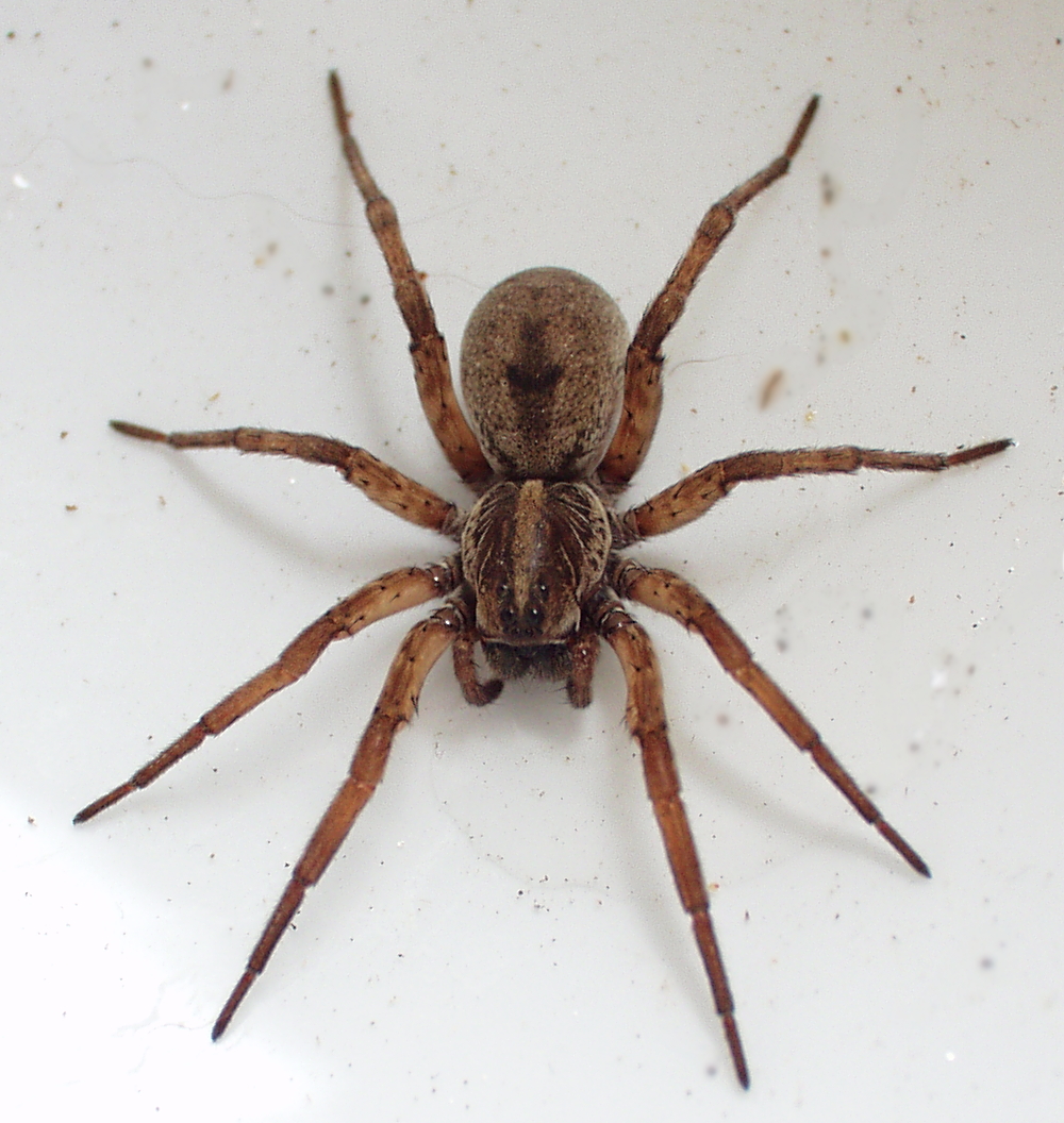 What are some common Florida house spiders?